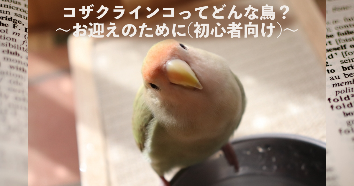 コザクラインコってどんな鳥 お迎えのために 初心者向け